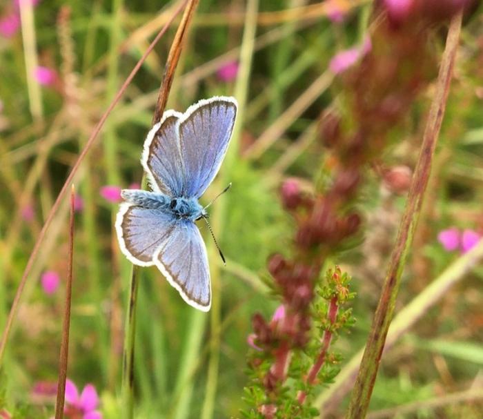 Silver- studded blue butterfly