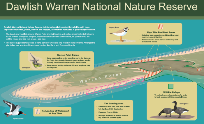 An illustration of Warren Point at Dawlish Warren, showing Oystercatcher, Brent Geese, Sand Lizard and access arrangementes