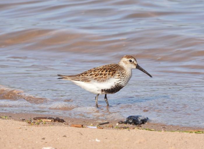 A photo of a Dunlin in Summer plumage - photo courtesy Lee Collins