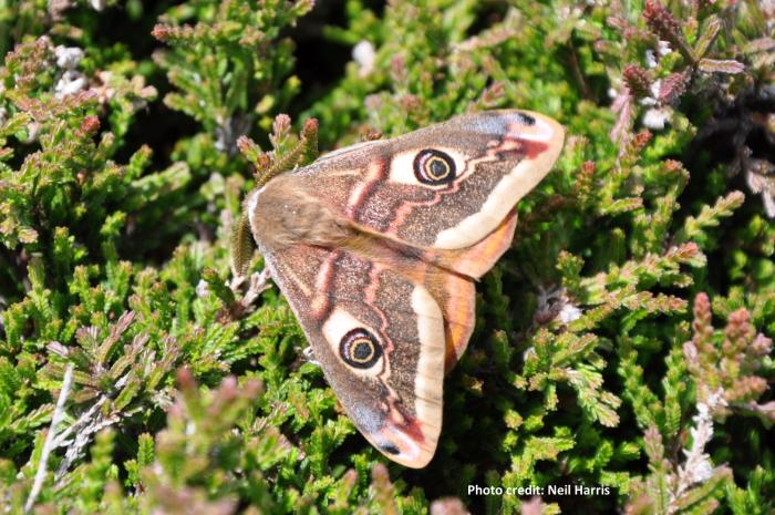 A photo of a male Emperor Moth - photo courtesy Neil Harris