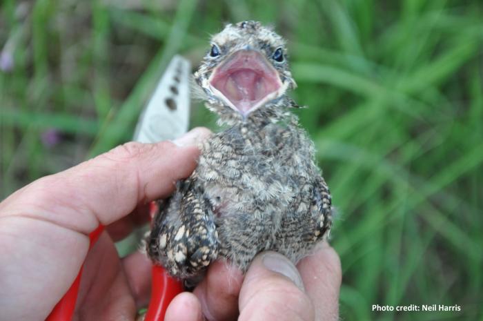 A photo of a Nightjar chick in the hand of a professional bird ringer.