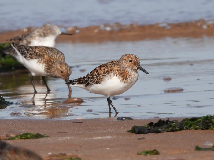A photo of Sanderling in Summer plumage - photo courtesy Lee Collins