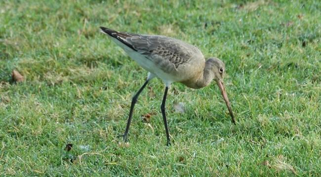 A godwit feeding in the grass