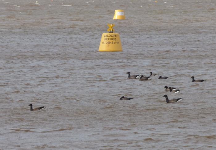 brent geese safely inside the Exe Estuary wildlife refuges