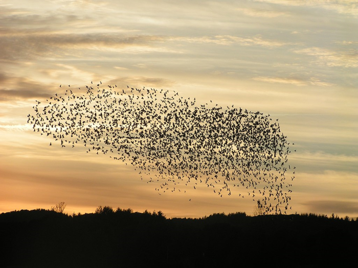 a photo of a starling murmuration