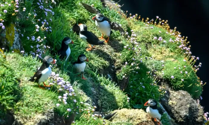 Photo of Puffins on a cliffside