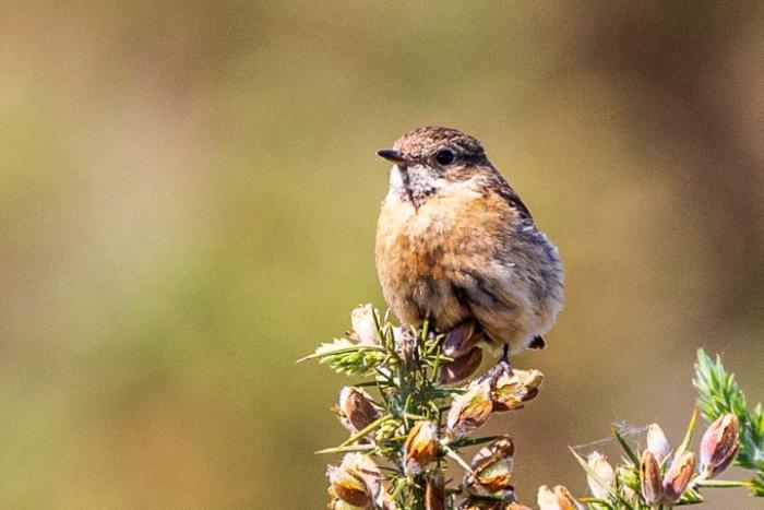 Female stonechat