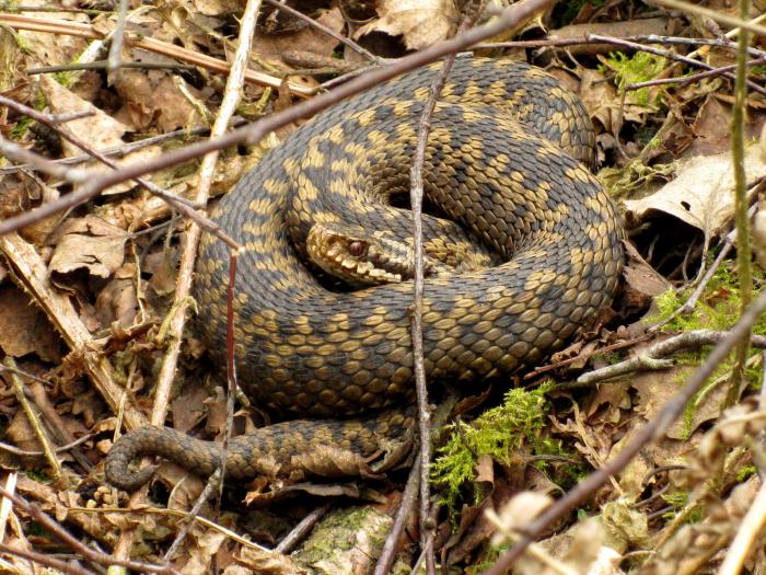 female adder