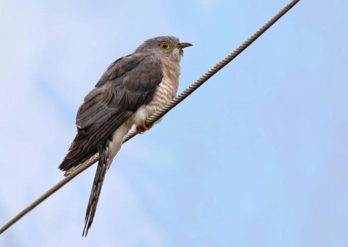 A cuckoo on wire