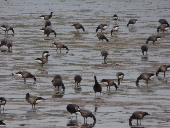 A flock of Brent Geese feeding in the wildlife refuge