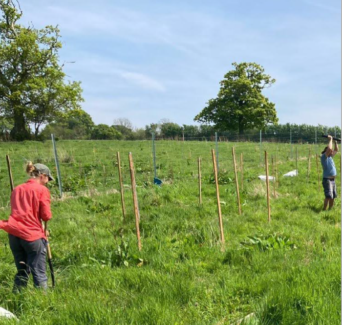 Two volunteers planting trees in a field