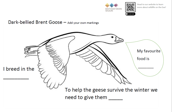 Goose colouring image