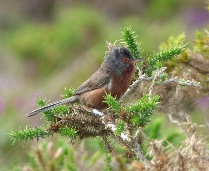 A male Dartford Warbler perching on a gorse branch