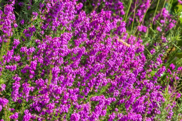 A bush of heather