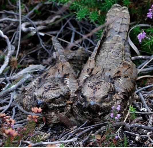 A pair of Nightjars sitting on their ground nest