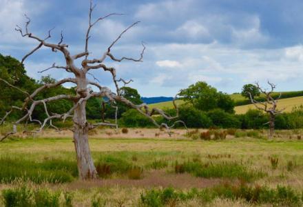 A standing deadwood tree in a marshy meadow