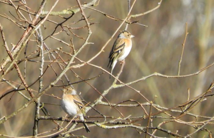 Brambling nr Lympstone (Richard Morris)