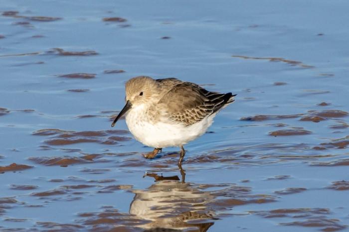 Dunlin in Winter (Nick D'Agorne)