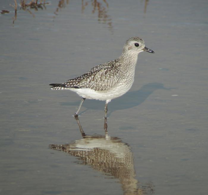 A photo of a Grey Plover in winter plumage