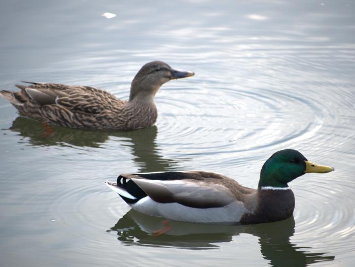 a close-up photo of Mallard ducks