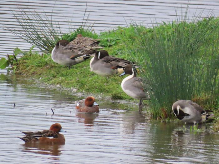 A photo of pintail and wigeon ducks