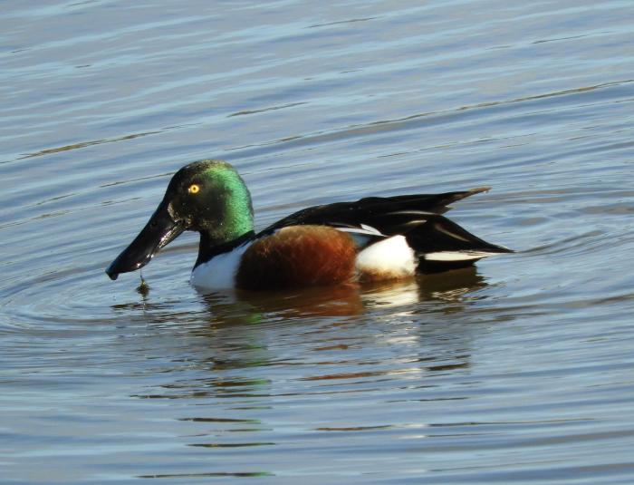 A photo of a Shoveler duck