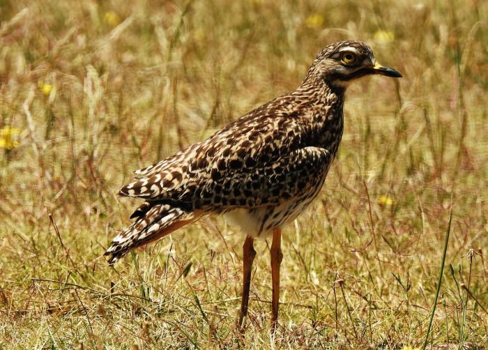 A photo of a Stone Curlew