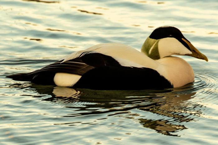 A photo of an Eider duck