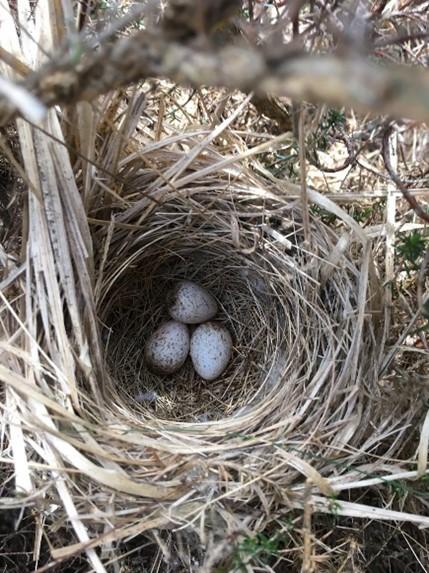 Dartford Warbler nest