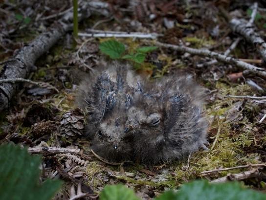Nightjar chicks