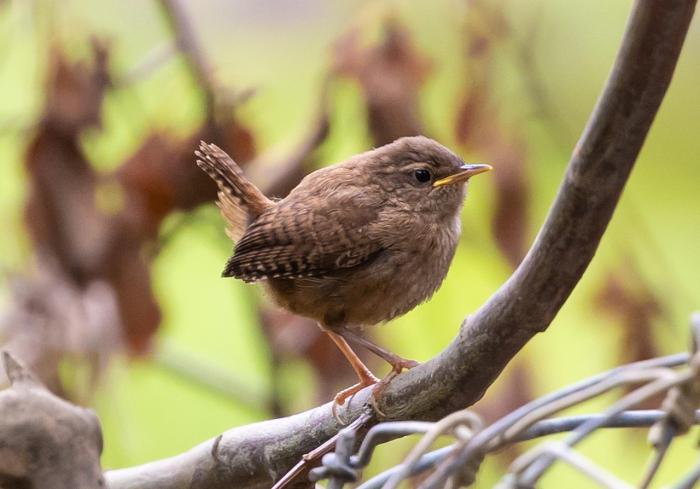 A Wren