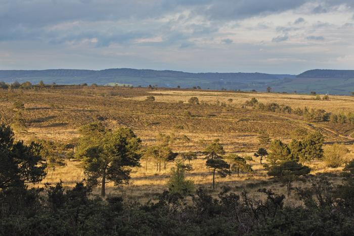 A photo of a heathland landscape