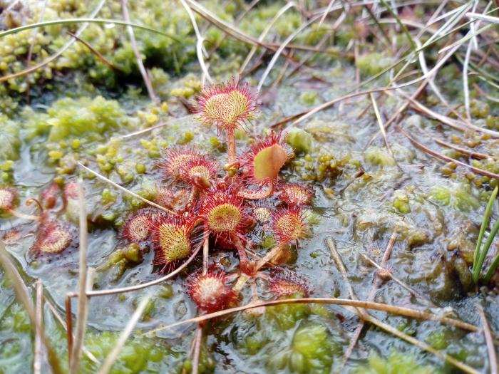 a photo of a sundew plant