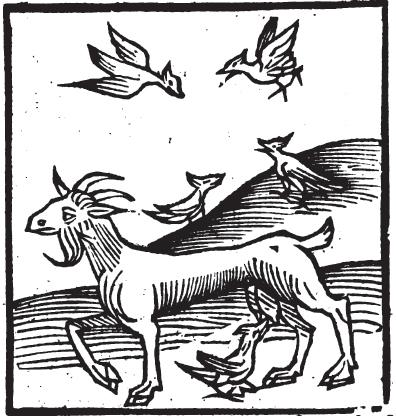 Drawing of goatsuckers - J Meydenbach, 1491