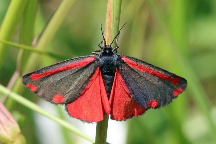 A photo of a Cinnabar moth