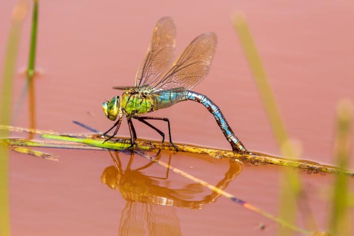 A photo of a Emperor Dragonfly 