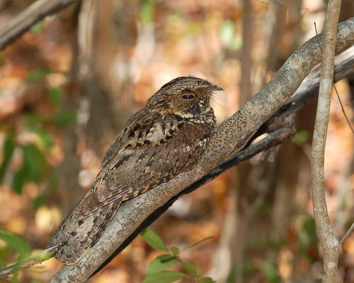 A photo of a perching Nightjar