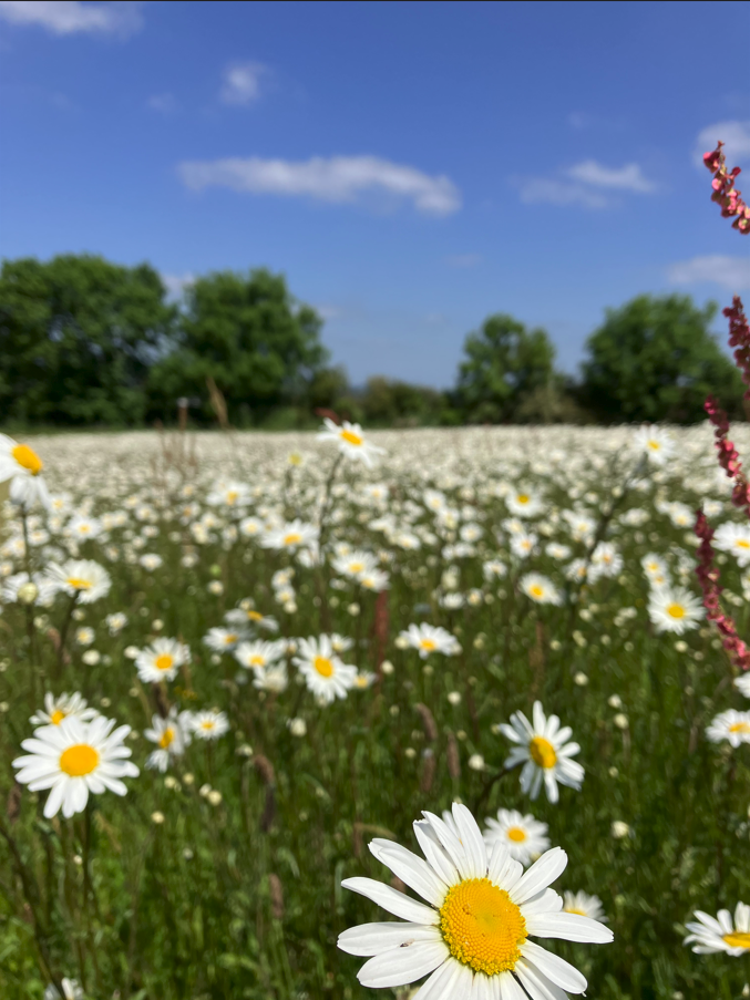Wildflower patch with moon daisies - photo