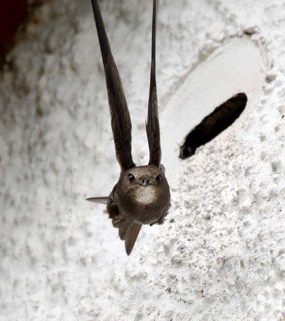 Swift in flight photo, courtesy Devon Swift Group