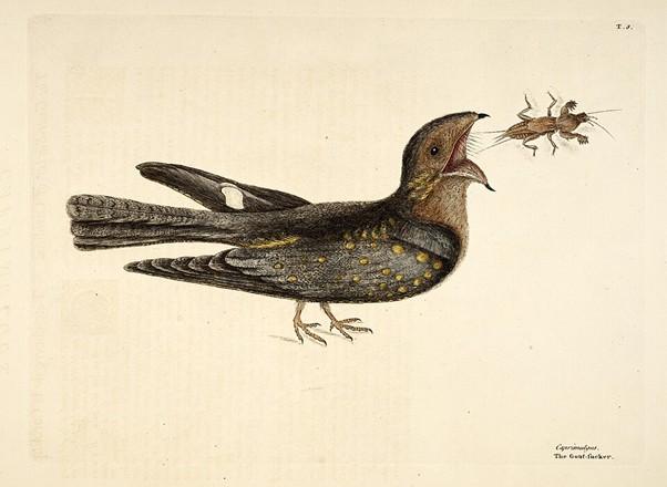 The Goatsucker (M.Catesby, 1754)