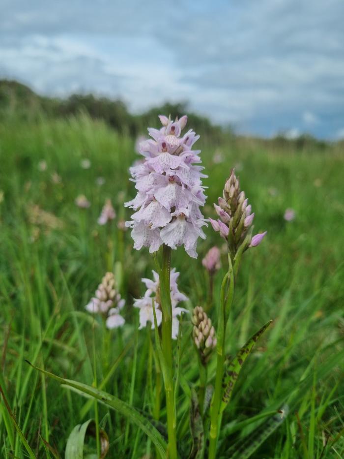 A photo of a Heath Spotted Orchid