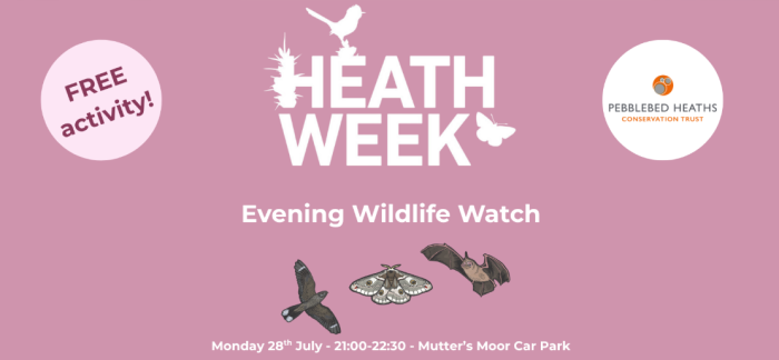 Heathweek evening wildlife watch illustration