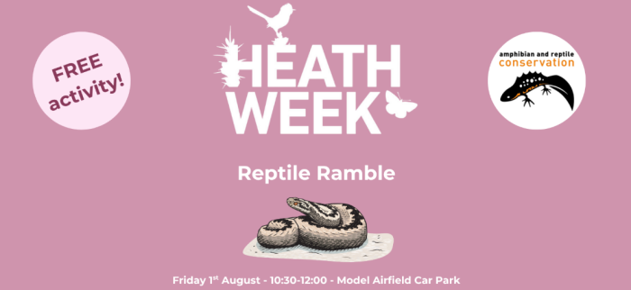Heathweek reptile ramble illustration