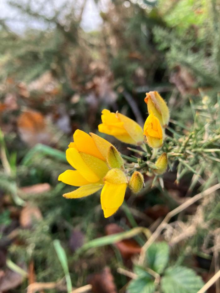 European gorse flower