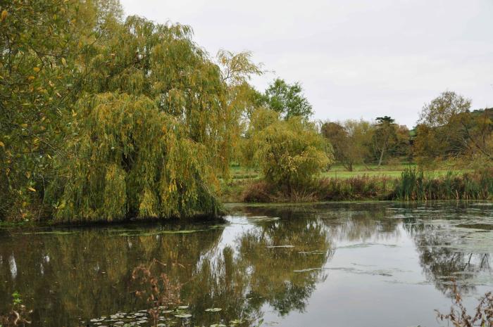 Lake at Powderham Castle