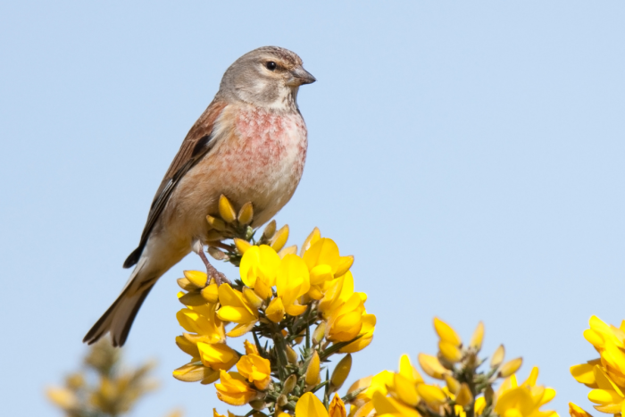 A photo of a male linnet on gorse