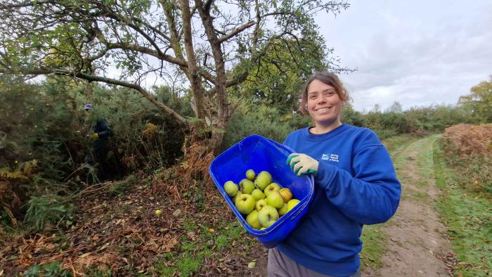 Volunteer with apples
