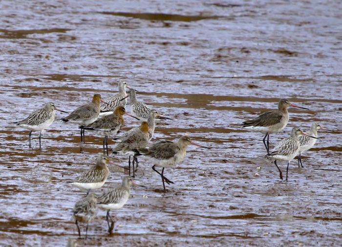 Godwits on the mudflats 