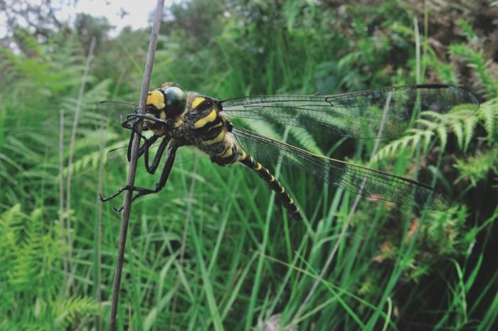 Golden ringed dragonfly