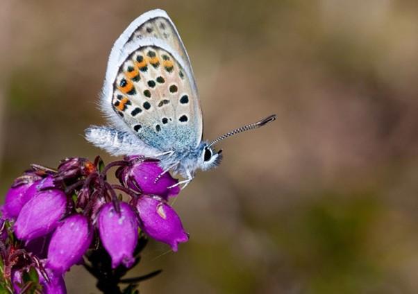 Silver studded blue butterfly on heather 